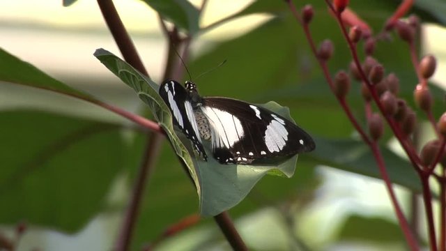 Beautiful black and white butterfly from the longwing (helicona) family resting on a leaf.