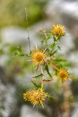 Yellow thistle blooming on a meadow in Montenegro.