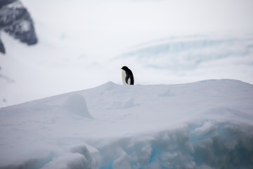 penguin in the arctic
