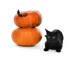 Cute black cat and Halloween pumpkins on white background