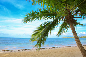 Obraz na płótnie Canvas Caribbean sea and green palm. Travel background.