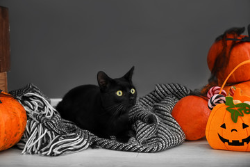 Cute black cat and Halloween decor near grey wall