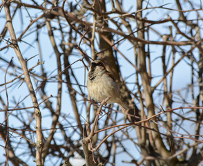 Sparrow sleeps on a branch