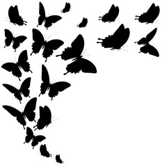 black butterfly, isolated on a white