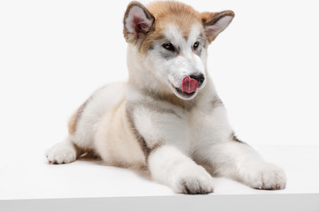 Husky malamute puppy lying isolated on white studio
