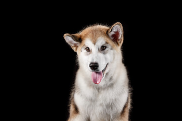 Husky malamute puppy lying isolated on black studio