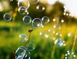 natural background with bright shimmering soap bubbles flying and hanging on green grass Sunny summer meadow