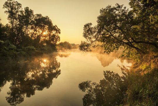 Early misty gentle morning on the river. soft light and a tree above the water with rays of light through the branches.
