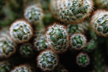 Obraz premium Nature cactus