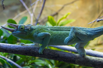 green iguana on a branch