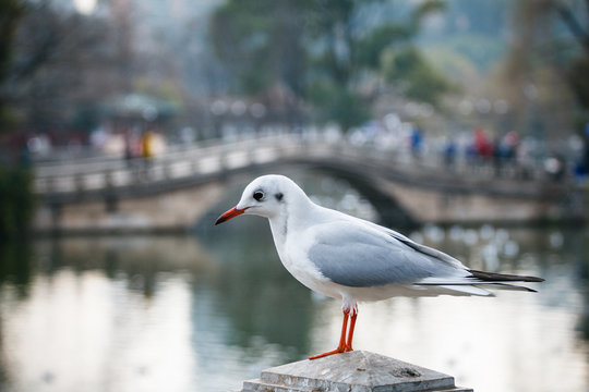 White seagull in a park
