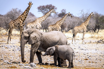 Elephants and giraffes in the Etosha National Park, Namibia, Africa - obrazy, fototapety, plakaty