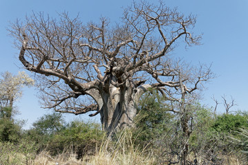 Baobab tree in Mahango National Park (Mahango Game Reserve), Namibia, Africa