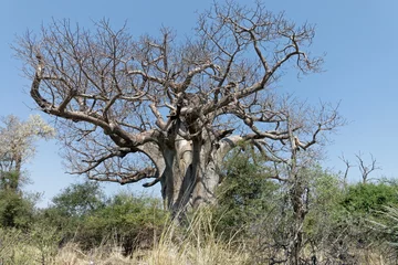 Crédence de cuisine en verre imprimé Baobab Baobab tree in Mahango National Park (Mahango Game Reserve), Namibia, Africa