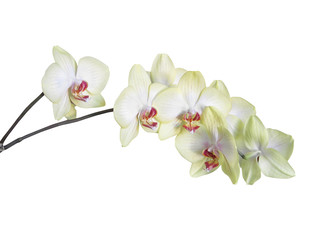 Naklejka na ściany i meble White orchid on white background with clipping path
