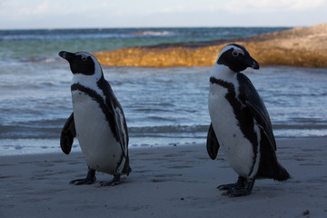 group of penguins in africa