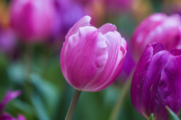Tulip in winter Thailand