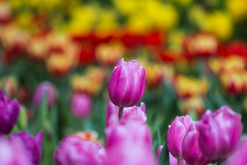 Tulip in winter Thailand
