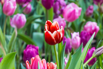 Tulip in winter Thailand