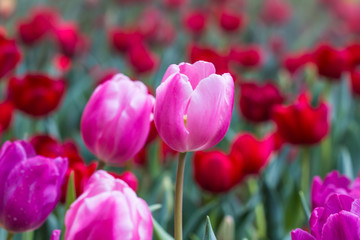 Tulip in winter Thailand