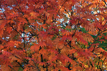 Autumn. Autumn landscape. Autumn foliage.