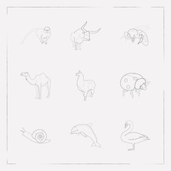 Naklejka na ściany i meble Set of zoo icons line style symbols with dolphin, lama, snail and other icons for your web mobile app logo design.