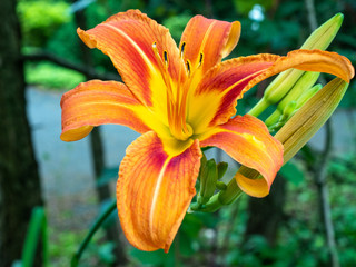 orange lily flower in spring