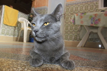chat gris 