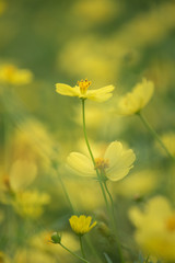 Obraz premium 秋の匂い