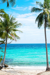 Fototapeta na wymiar Palm Trees Blue Sky Nature Landscape Tropical