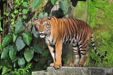 Gesture of tiger