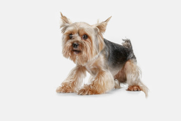 Yorkshire terrier at studio against a white background