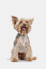 Yorkshire terrier at studio against a white background
