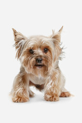 Yorkshire terrier at studio against a white background