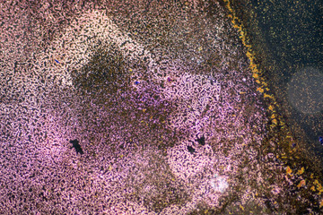 Study of white blood cells are the cells of the immune system under the microscope in laboratories.