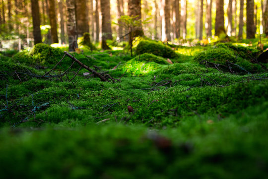 Fototapeta Magic morning forest with a soft carpet of moss in the north of the Khabarovsk region of Russia