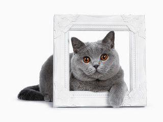 Sweet young adult solid blue British Shorthair cat kitten laying side ways in white photo frame with one paw over edge, looking at lens with orange eyes , isolated on white background