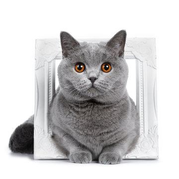 Sweet young adult solid blue British Shorthair cat kitten laying fierce in white photo frame, looking at lens with orange eyes , isolated on white background