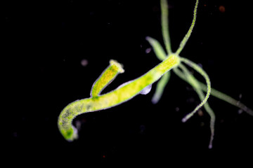 Hydra is a genus of small, fresh-water animals of the phylum Cnidaria and class Hydrozoa under the...