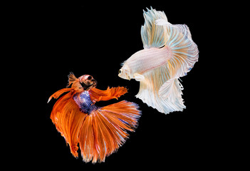 Betta Siamese fighting fish, Betta splendens Pla-kad (biting fish) Thai, trey krem Khmer, popular aquarium fish. Red white half moon long delta tail Betta fighting fire motion isolated on black 