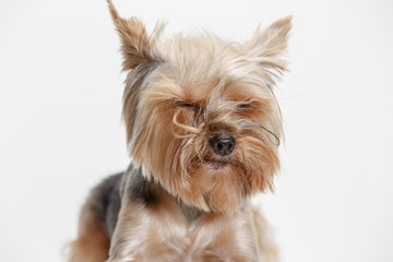 Yorkshire terrier at studio against a white background