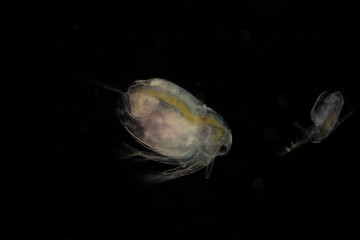 The Cladocera are an order of small crustaceans commonly called water fleas on the slide under...
