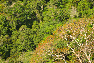 Vista floresta amazônica - Manaus
