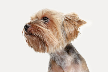 Yorkshire terrier at studio against a white background