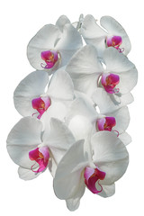 white orchid isolated