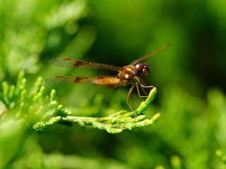 dragonfly closeup