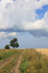 Fototapeta na wymiar Large field of fresh wheat in countryside