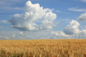Obraz premium Large field of fresh wheat in countryside