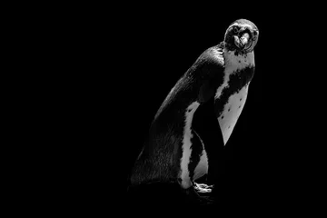 Photo sur Plexiglas Pingouin Pingouin drôle isolé sur fond noir
