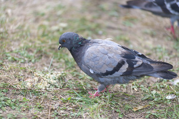 wild pigeon looking for food on a green meadow, in the city during the day